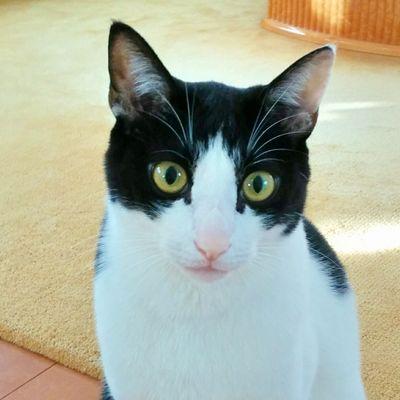 好き:彼女/ねこ/生き物/みどり色/美/美術/美容/香水/漫画/ホラー映画等/うつ病/目標:初期研修修了/ 
SW-4237-5700-3619