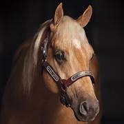 Standing at Weatherford Equine, 2012 NRCHA Open Futurity Champion. By the legendary CD Olena and out of Shiners Diamond Girl. https://t.co/uw6ZZo3gyF