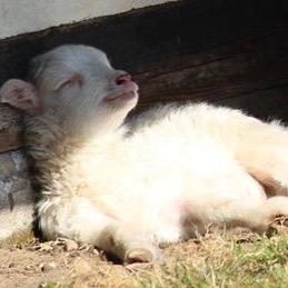a true animal lover i am 14 years old love animals and i am vegan. i have a passion for ending the death and suffering that animals face in this world
