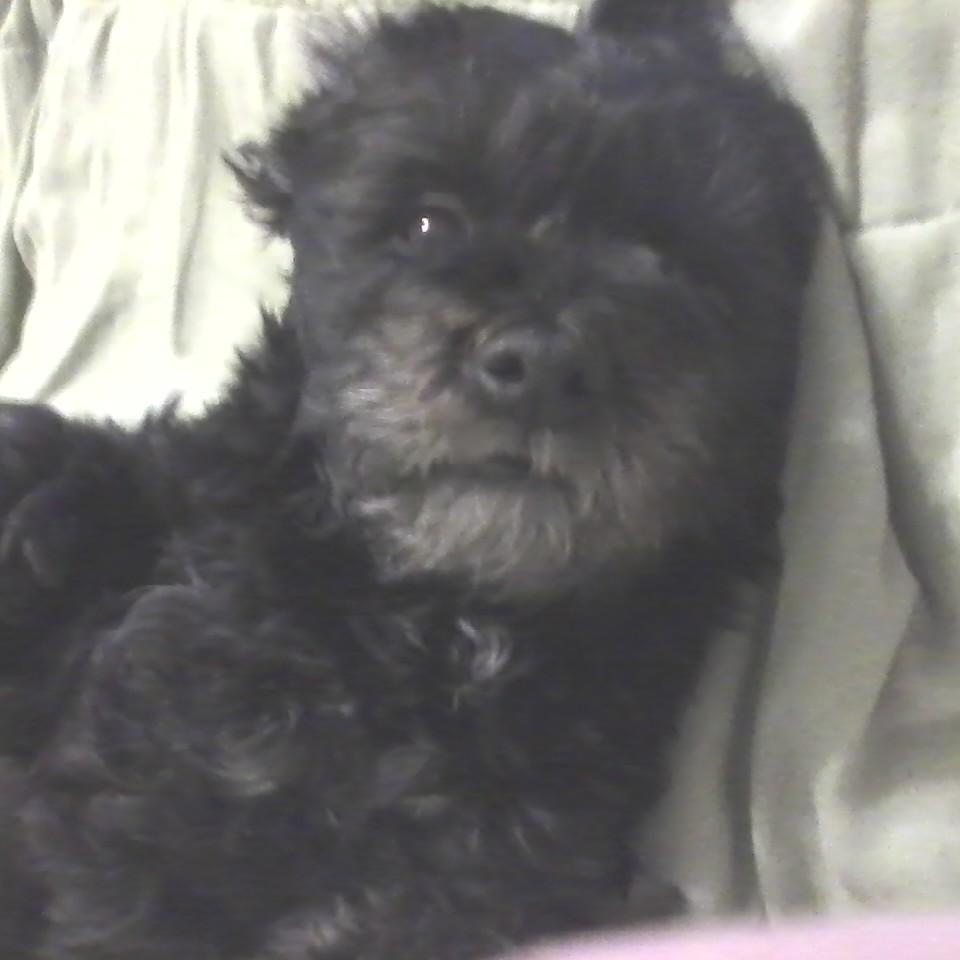 I am a Havanese dog. The zh in my name is pronounced as in Beige [beyzh]. I try to tweet, but usually have my mom do it, because I don't have opposable thumbs.