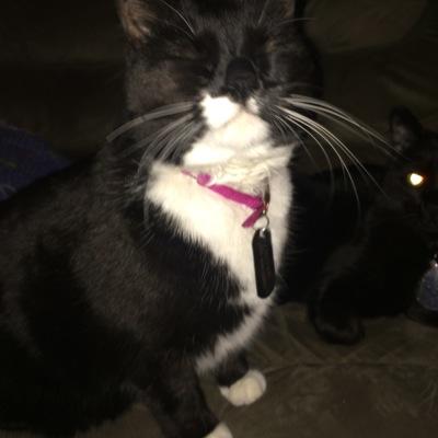 HemmerJulie's profile picture. Loves cats.