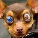 jeff simpkins - @monkeydog68 - Twitter