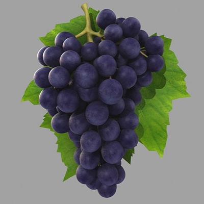 Vineyard on Hwy 290