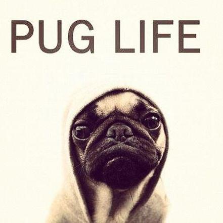 Soy un Pug que Cambia de color