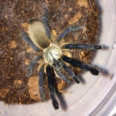SpinneretFreaks's profile picture. Tarantulas For Sale, Tarantula Breeding Reports and Tarantula Care Sheets. All pictures and videos shared on here are of my tarantulas and copyrighted.
