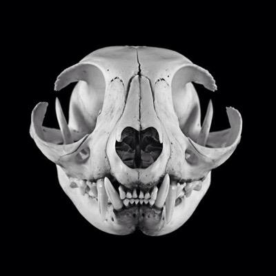 dreyer_photo's profile picture. Photographer & Bug Geek