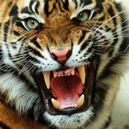 TigerYahn Profile Picture