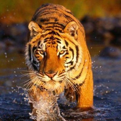 just your local Bengal Tiger here