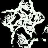 biological antenna transceiving inverted space-time