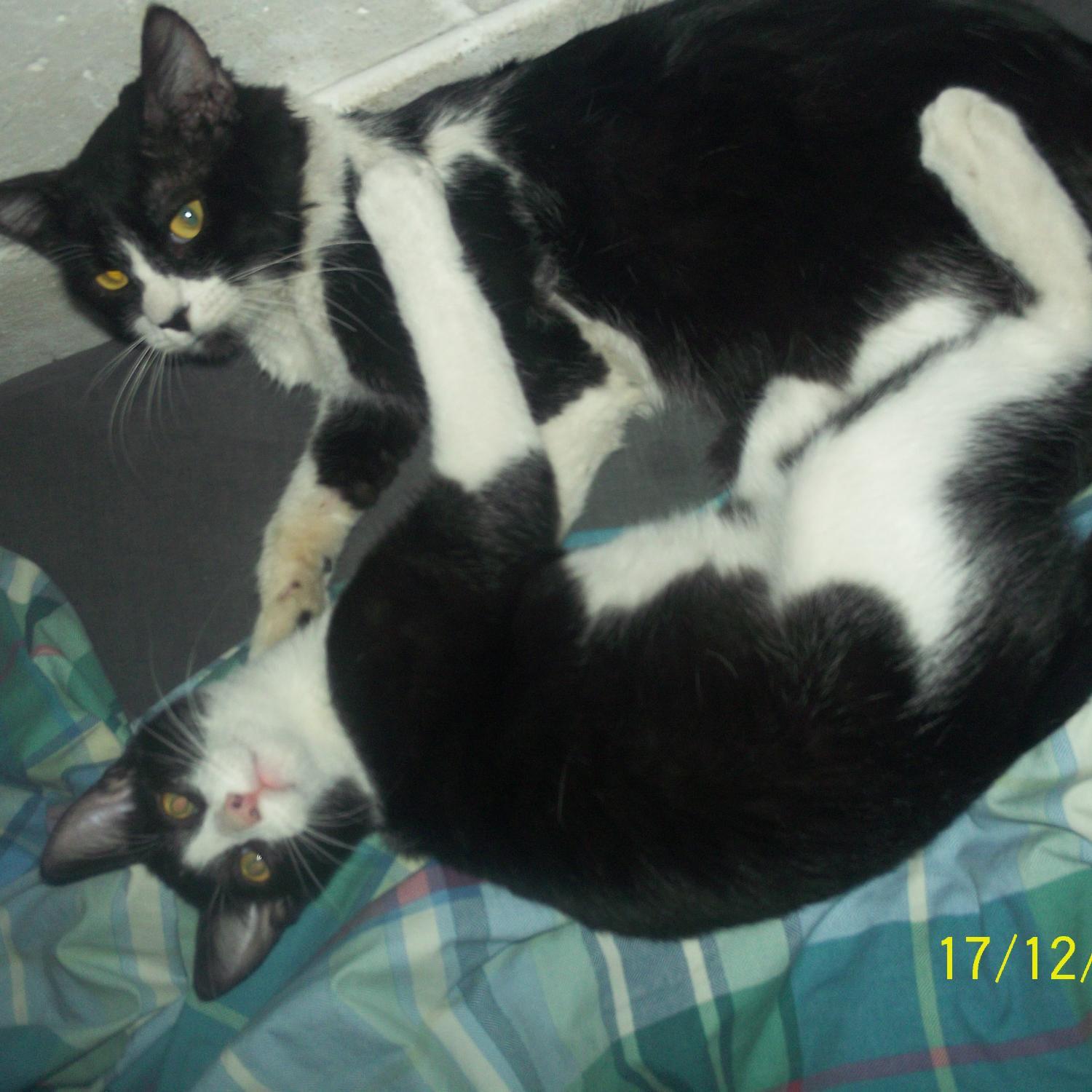 carlosedfloresm's profile picture. en twitter me divierto y me distraigo mucho