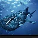 Sam Sharp - @JONAHEATONalive - Twitter