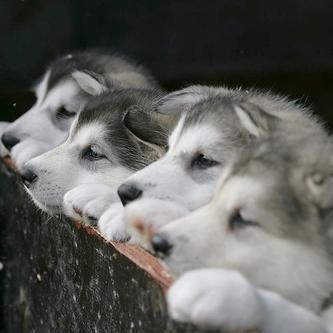 Uzivatel かわいい犬たち Na Twitteru しわしわ子犬たち 集まってお昼寝 Http T Co Rhlzgf3o9w Uzivatel かわいい犬たち Na Twitteru しわしわ子犬たち 集まってお昼寝 Http T Co Rhlzgf3o9w