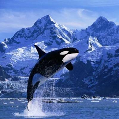 no one owns a whale except the ocean. #FreeTheWhales