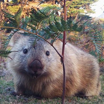 koue10's profile picture. 〇動物園めぐり・水族館めぐりをしています    〇撮った画像や動画を投稿します    〇素人のスマホ撮影です    〇特に好き：ジャイアントパンダ・ラッコ・ウォンバット・コアリクイ・アルマジロ・ヤマアラシ・イルカ・セイウチ・クラゲ・ゾウ・コアラ・ホッキョクグマ・レッサーパンダ…増える一方😃