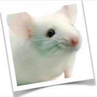 S.C. Mouse (@scmouse) 's Twitter Profile