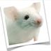S.C. Mouse (@scmouse) Twitter profile photo S.C. Mouse (@scmouse) Twitter profile photo
