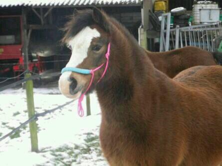 paardrijen /14 jaar/ rijt in allius/  bewerkt fotos van dieren / woont in wellen / belgie / is dol op paarden en paardijen/ en ik volg je terug!