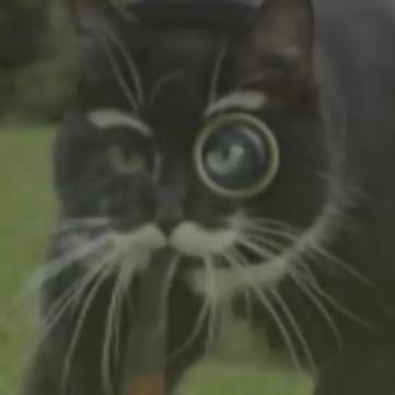 DBLimbo's profile picture. Toasts sollen die Welt regieren