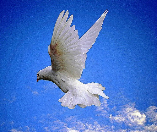 greennest1's profile picture. 