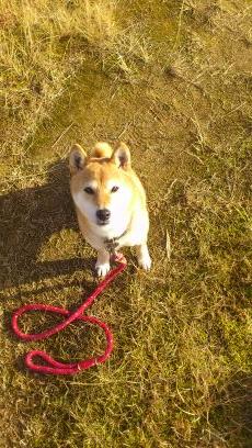 Twitter始めました。