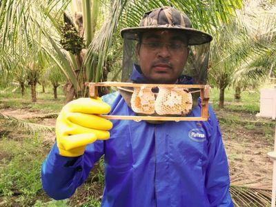 Doing honey beekeeping (honey production) with indigenous honey bee of india.