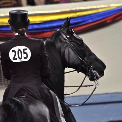 For everyone that loves the morgan horse, tweet me your Morgan horse problems! The first Morgan account!