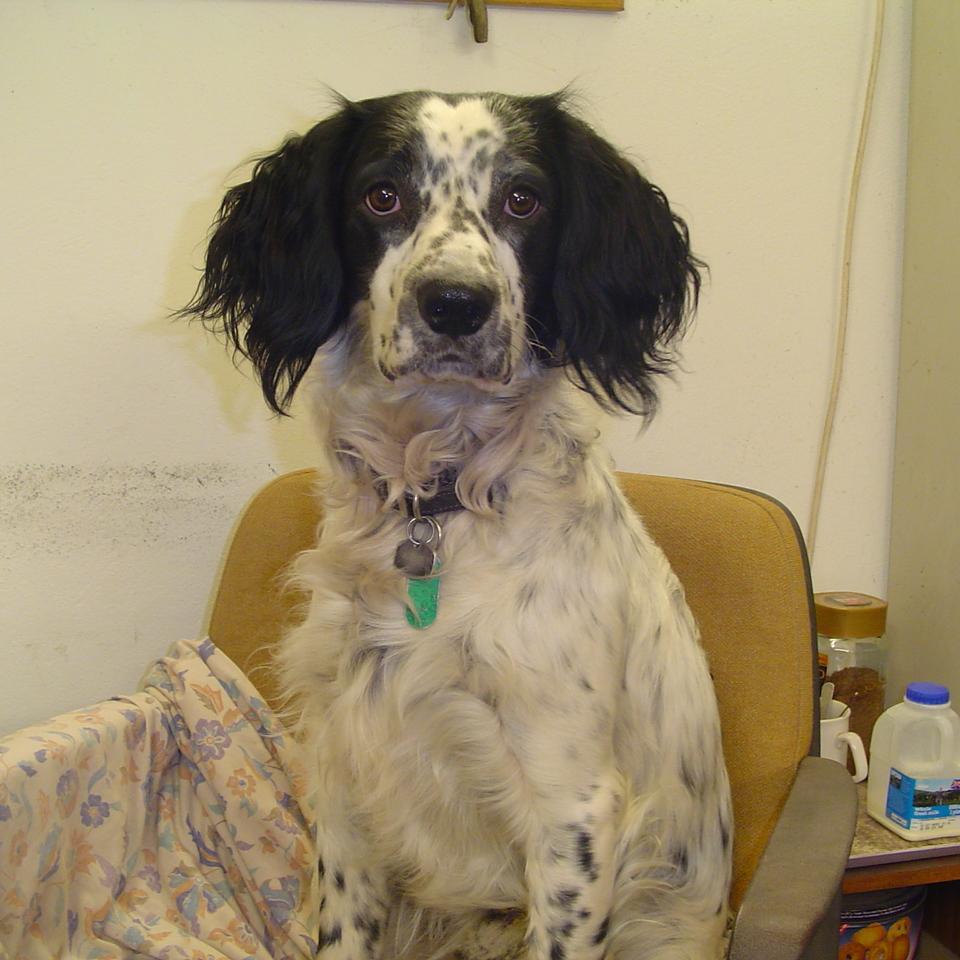 World famous springer. Father of six (sadly two deceased) Ruff Tuff working Spanner. Support @SpanielAidUK sadly taken by cancer too early 15/01/07-8/01/20