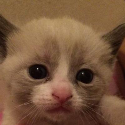 僕は猫だ。