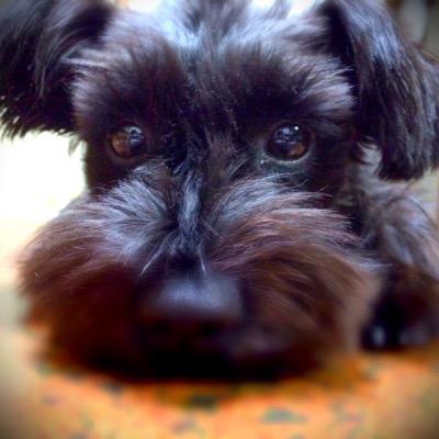 ミニチュアシュナウザー ブラック 男の子12歳。家族で出かける時は人員点呼係。みんな揃うまで動きません。