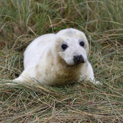 GeorgeLockwood5's profile picture. Enjoy all wildlife watching and photography. Only take photos when not disturbing wildlife. If I can’t get photo just happy to enjoy. Flickr georgelockwood32