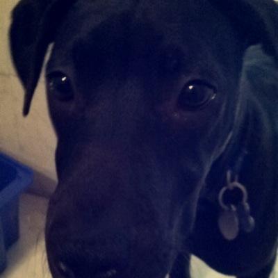 lKovvuri's profile picture. 