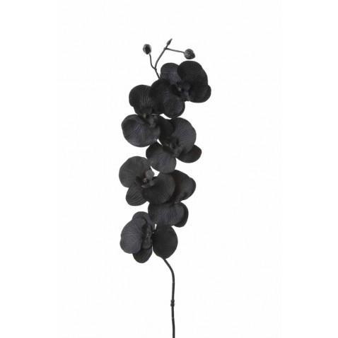 He has a mind like a box of fireworks. Admirer of the male form. 20.