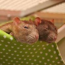 HangmatjesEnzo's profile picture. Allerlei leuk slaap- en speelgoed voor ratjes en andere kleine dieren!