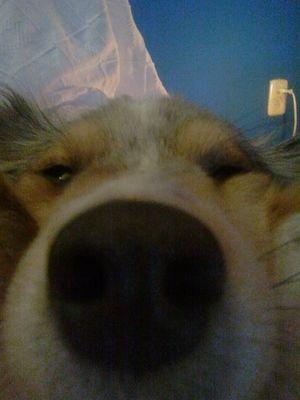 Minecraft, Nature, dailyVlog, and my doggggg