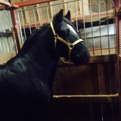 thehorsegirly's profile picture. 