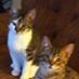 Mr victor & Mr blue (@kellnermj1) Twitter profile photo Mr victor & Mr blue (@kellnermj1) Twitter profile photo