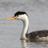 CVbirder's profile image