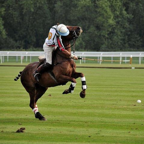 Purveyors of High-Performance Polo Ponies, Beefmaster Cattle, and German Shepherd Dogs. ( RE Canines: All-German Lines. )