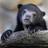 animals_advice's profile image