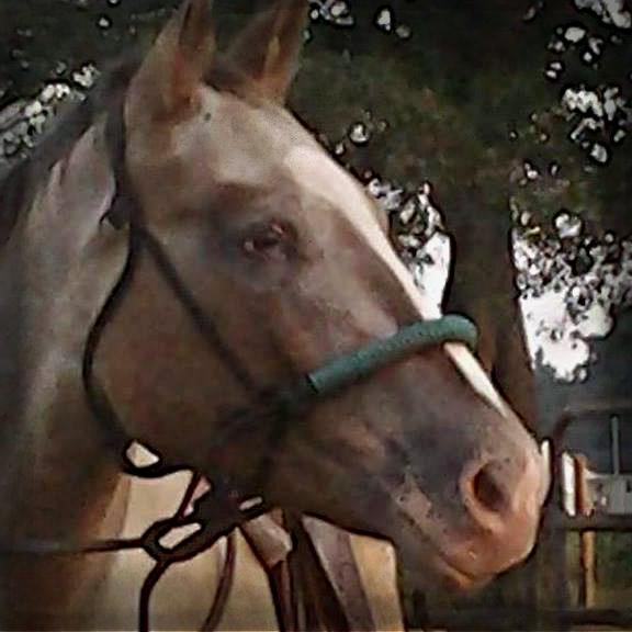 #HorseTrainingNC #BensonNC #horsetraining #horse #equine #training #western #English #jumping #Australian #bareback #horsemanship #Skipy #trail
