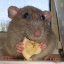 Jan Read - @BirdingMouse - Twitter