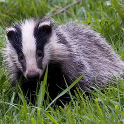 Badgermj's profile image