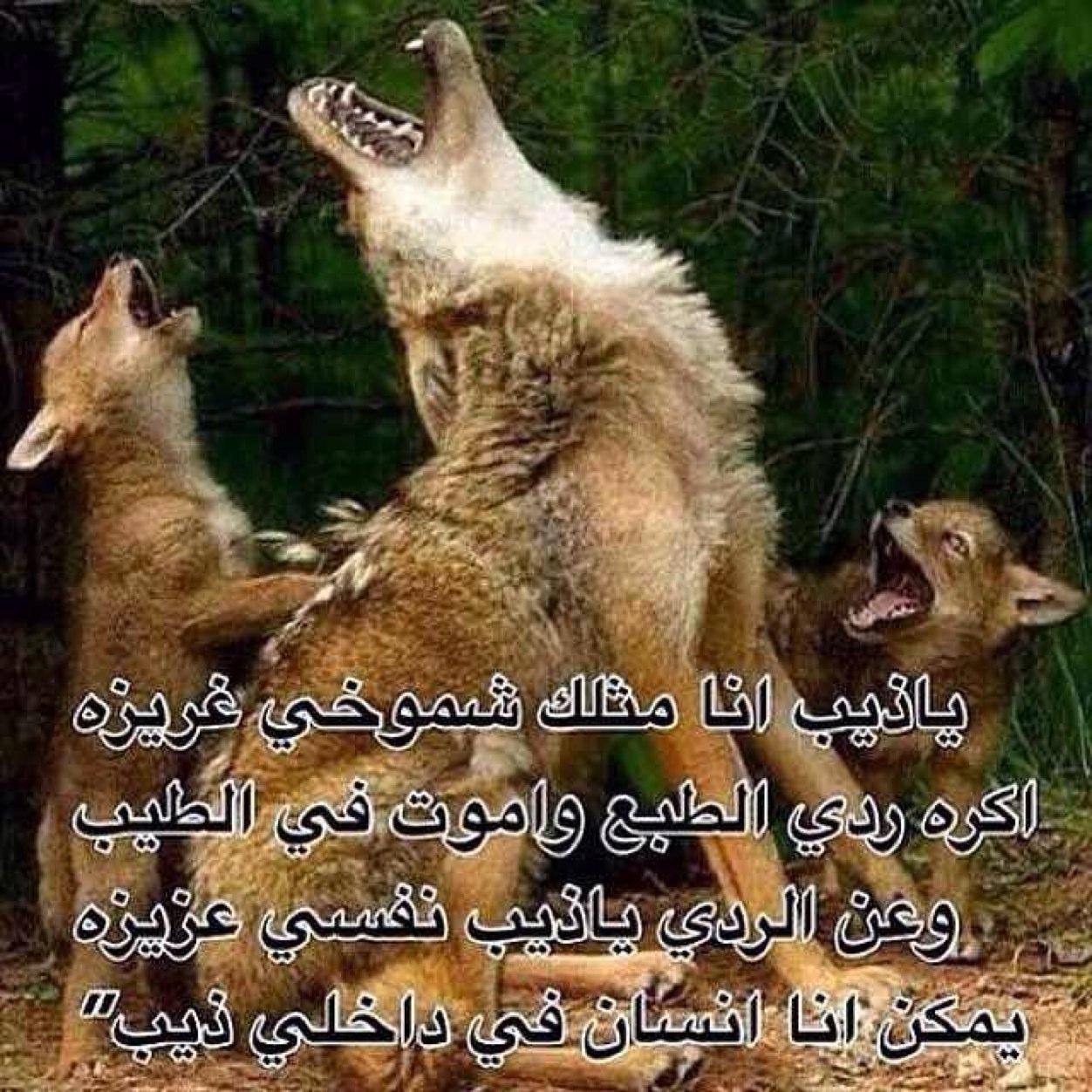 حبك الي تدعيه هوحب ذاتك٠٠٠٠٠٠٠٠ ولي يحب الذات مايخلص لغيره ٠٠٠٠
٠٠٠٠٠٠٠٠٠ هذه قناعتي ٠٠٠٠٠٠٠