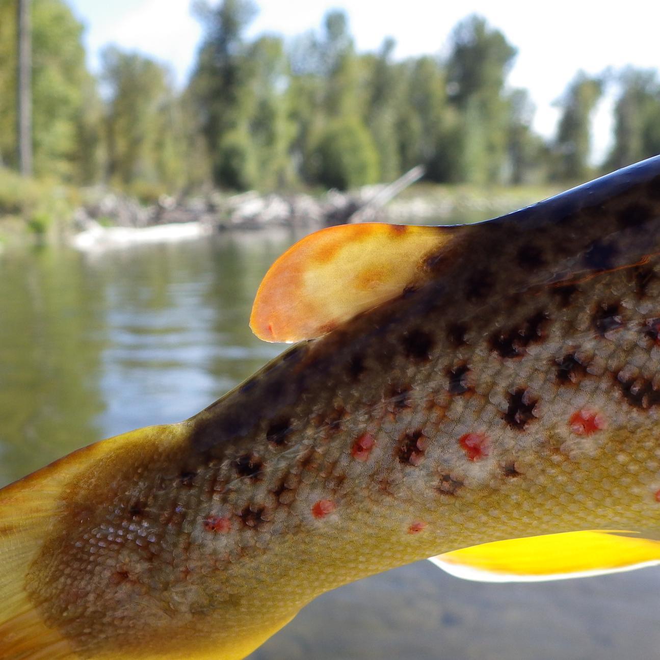 pocket_of_flies's profile picture. Fly-fishing, traveling, science. Also, books.

Insta || @Pocket_Full_of_Flies

#flyfishese, #theflyfishinggames, #whereispocketfullofflies