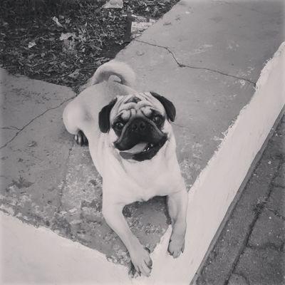 MAZAHUACHOLOSKA's profile picture. Sneakerhead amateur, melomano y mazahuacholoskatopunk