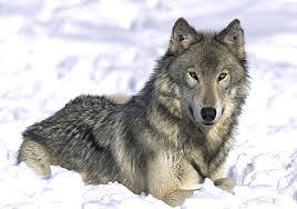 Hi I;m Ethan. Nice to meet you. 23 years old. Mum:@MayGrayWolf Dad:... Mate:Bella(@sunnythewolfpup)