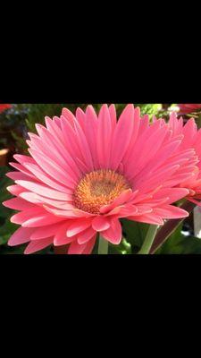 Flower♪