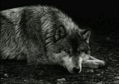 intrepidovigia's profile picture. 