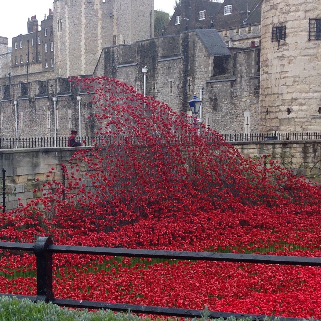 niamh4nialler's profile picture. Im just a plane 11 year old girl who loves her pets somuch