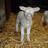 aSTAT_Lamb's profile image
